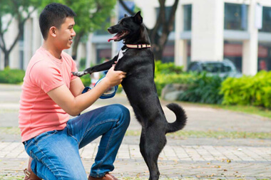 Veterinarian in Gurnee, IL - New Clients